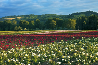 Field of roses, Oregon